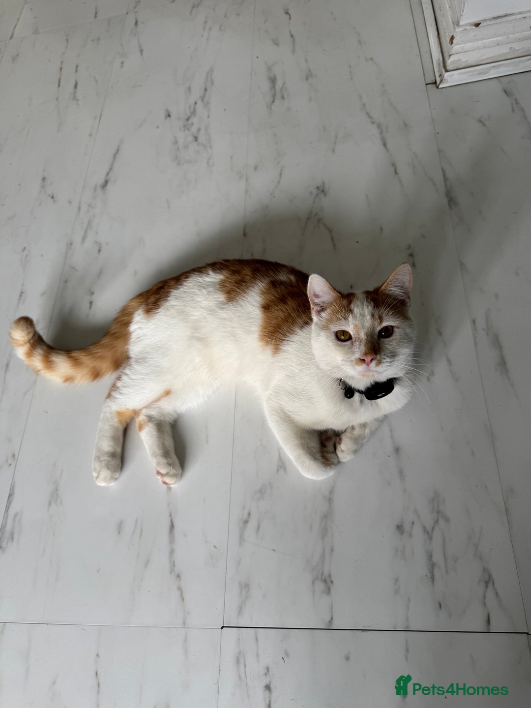 Mixed Breed cats for sale: Mixed breed kitten for sale - Image 4