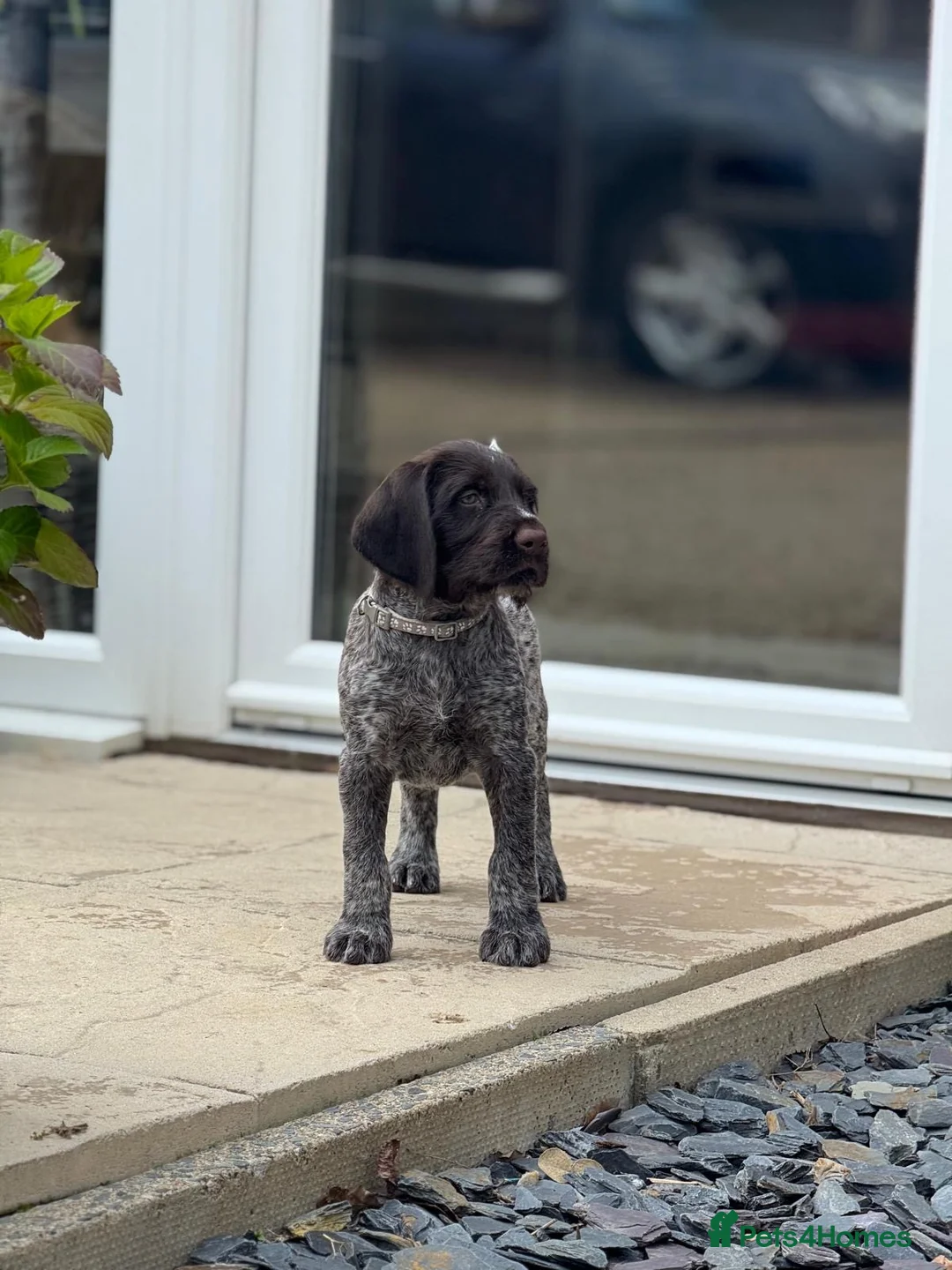 German Wirehaired Pointer dogs for sale: COLLECTION THIS WEEKEND 🤍 KC REG GWP’s.  - Advert 1