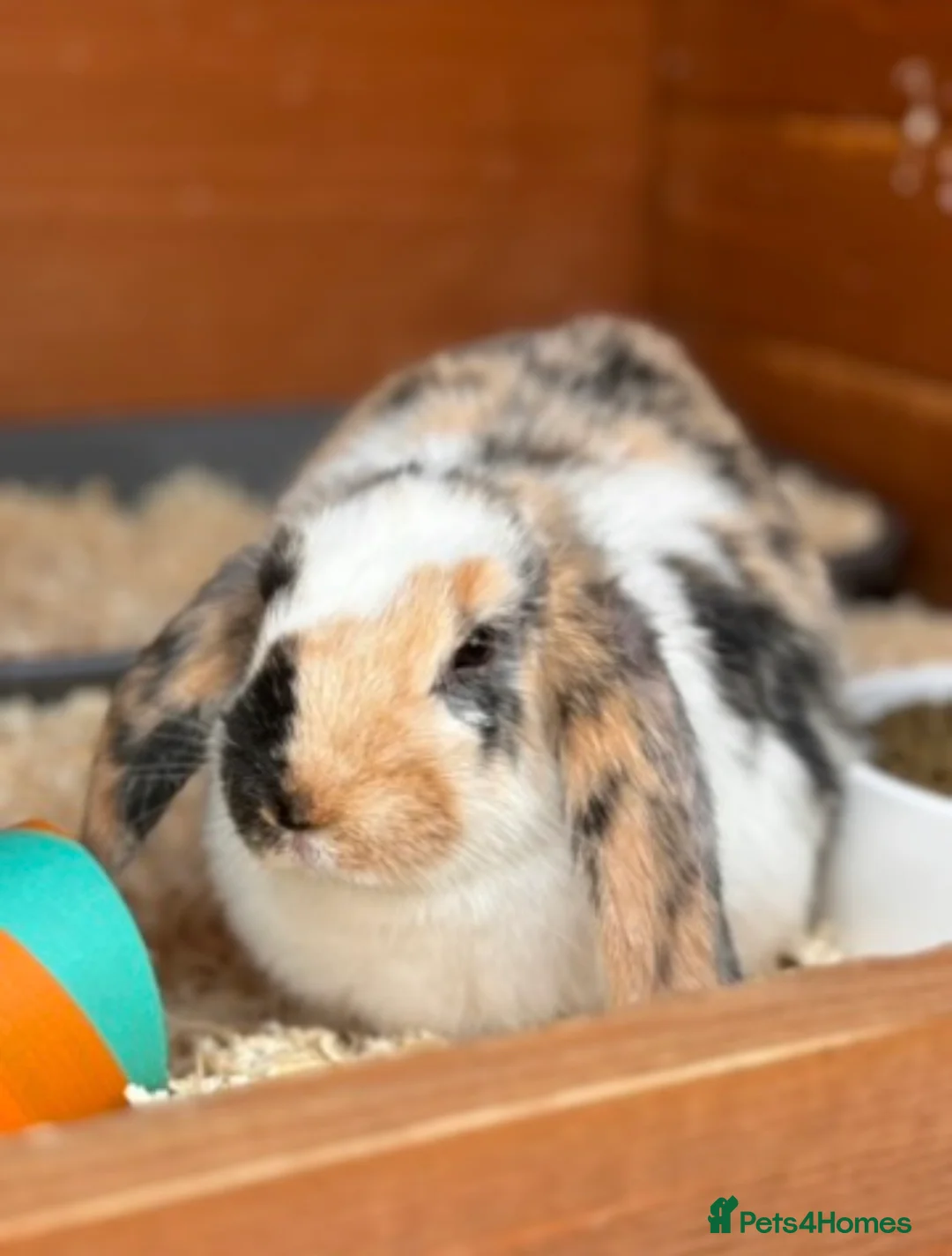 Lionhead rabbits for sale: Two female rabbits  - Advert 1