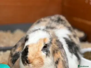 Lionhead rabbits Two female rabbits - Advert 3