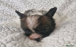 Papillon dogs for sale: KC Papillon. DNA health tested.  - Image 7