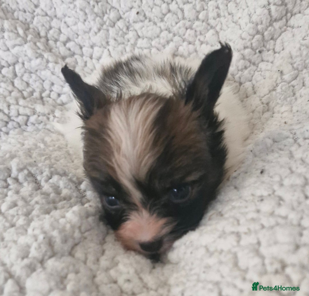 Papillon dogs for sale: KC Papillon. DNA health tested.  - Image 7