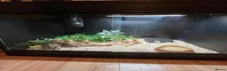 Python Snake reptiles for sale: Royal/Ball Python - with vivarium etc in Worcester - Advert 3