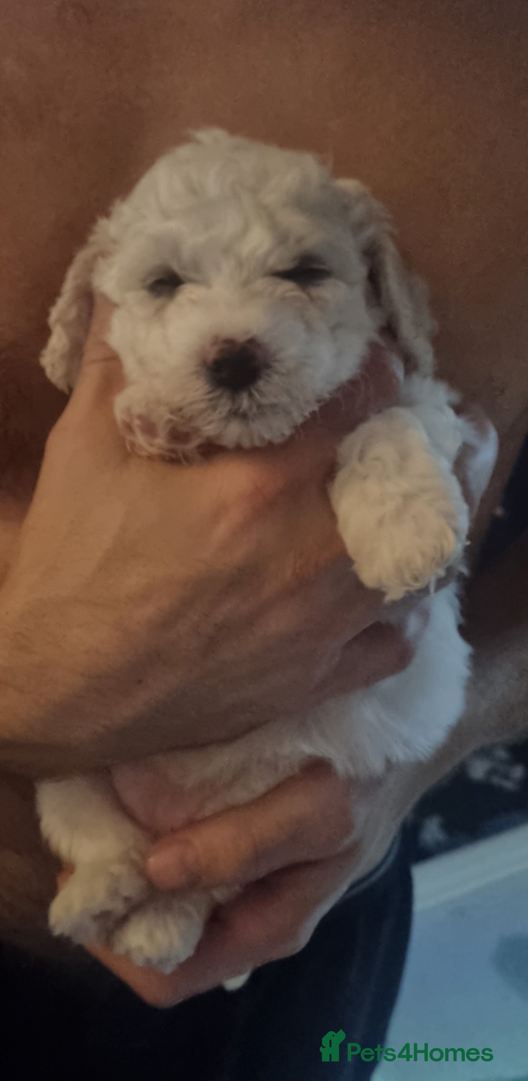 Bichon Frise dogs for sale: Beautiful Bichon Frise pups Ready 16th-24th Dec - Advert 10