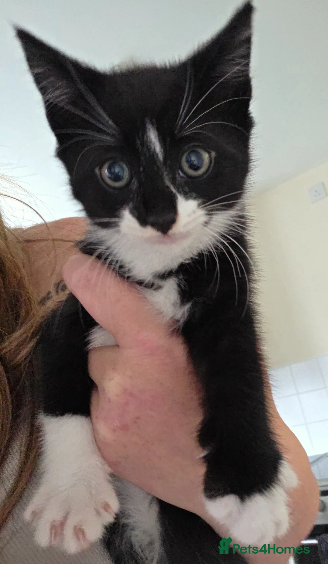 Mixed Breed cats for sale: 3 make kittens for sale £100 - Advert 6