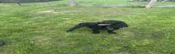 Cocker Spaniel dogs for sale: Lovely gentle working cocker spaniel pup - Advert 2