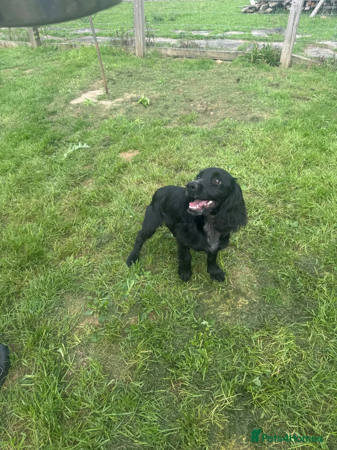 Cocker Spaniel dogs for sale: Lovely gentle working cocker spaniel pup - Advert 2
