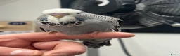 Budgerigars birds for sale: Budgies now available  - Advert 8