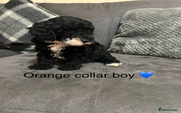 Miniature Poodle dogs for sale: 3 miniature poodles remaining  - Image 14