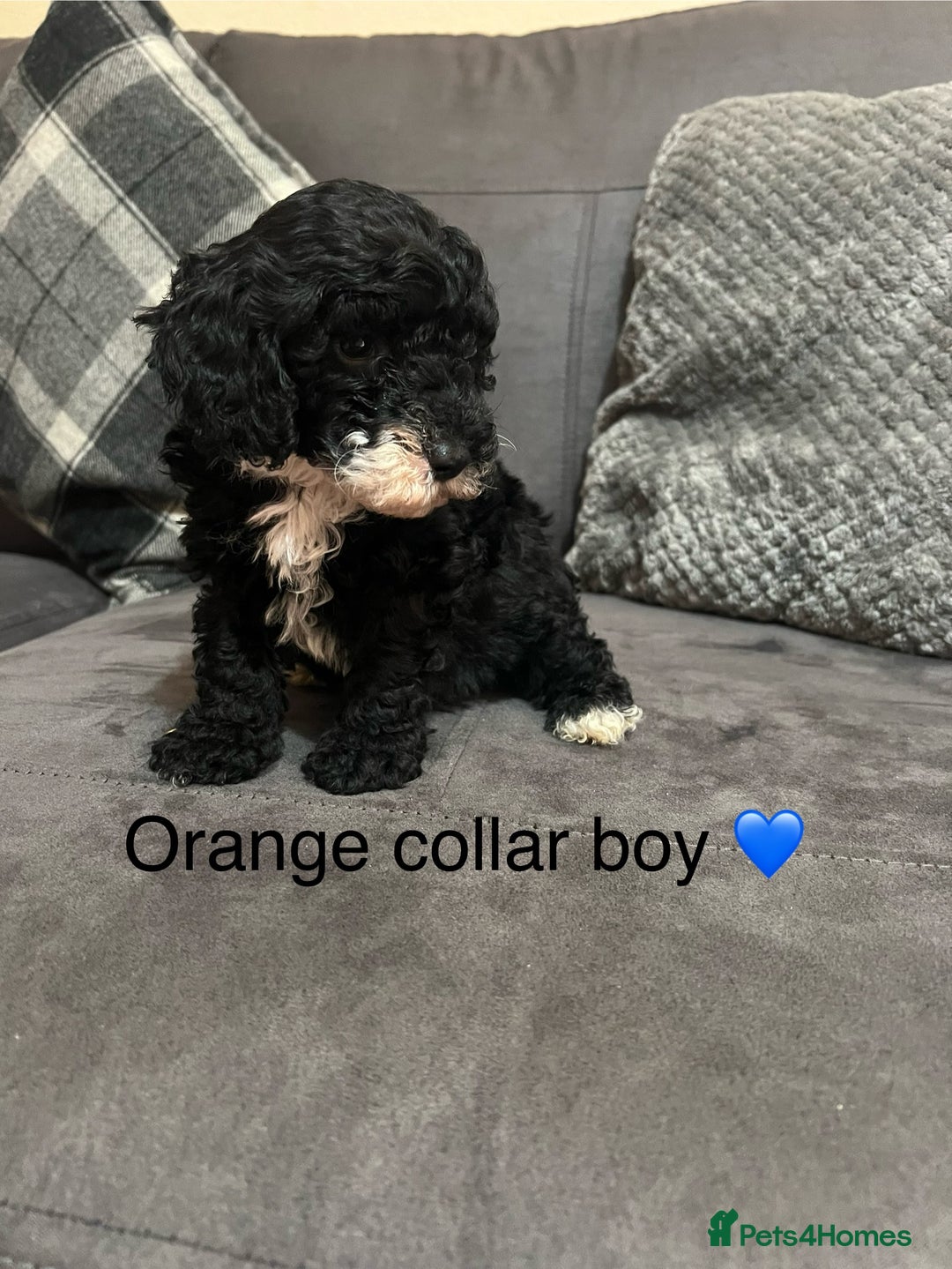 Miniature Poodle dogs for sale: 3 miniature poodles remaining  - Image 14