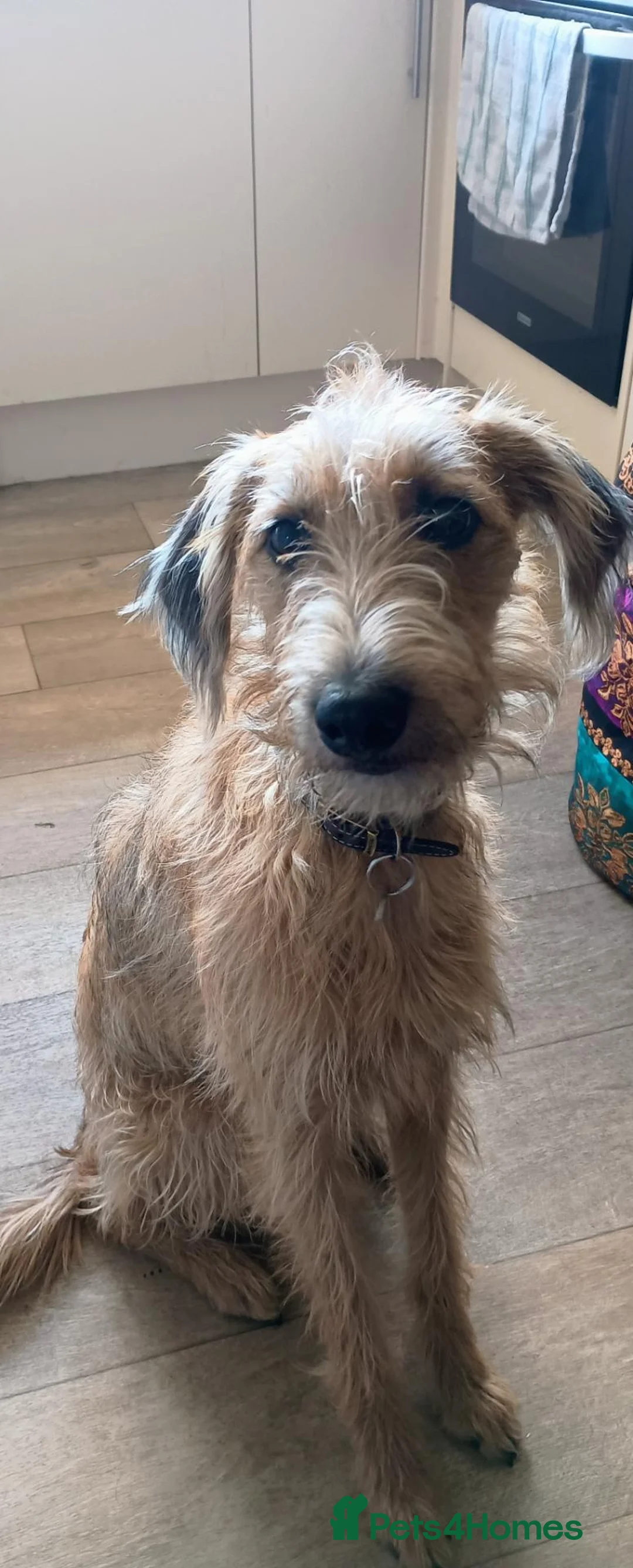 Mixed Breed dogs for sale: F1 bedlington whippet just turned 1yeat old - Advert 3