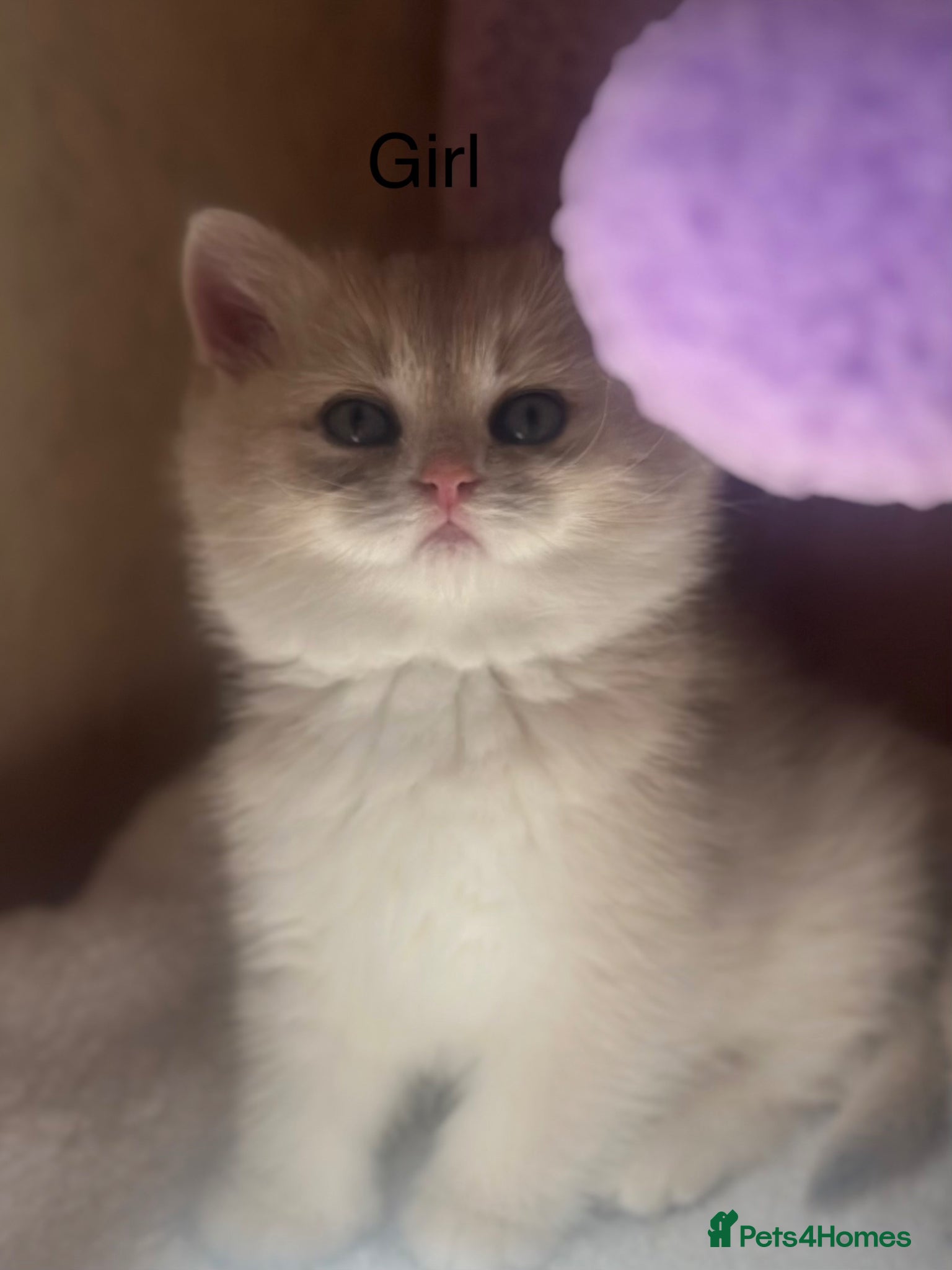 British Shorthair cats Gorgeous golden blue fur babies 😻 - Advert 2