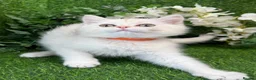 British Shorthair cats for sale: British Shorthair blue eyed adorable kittens GCCF  - Advert 5