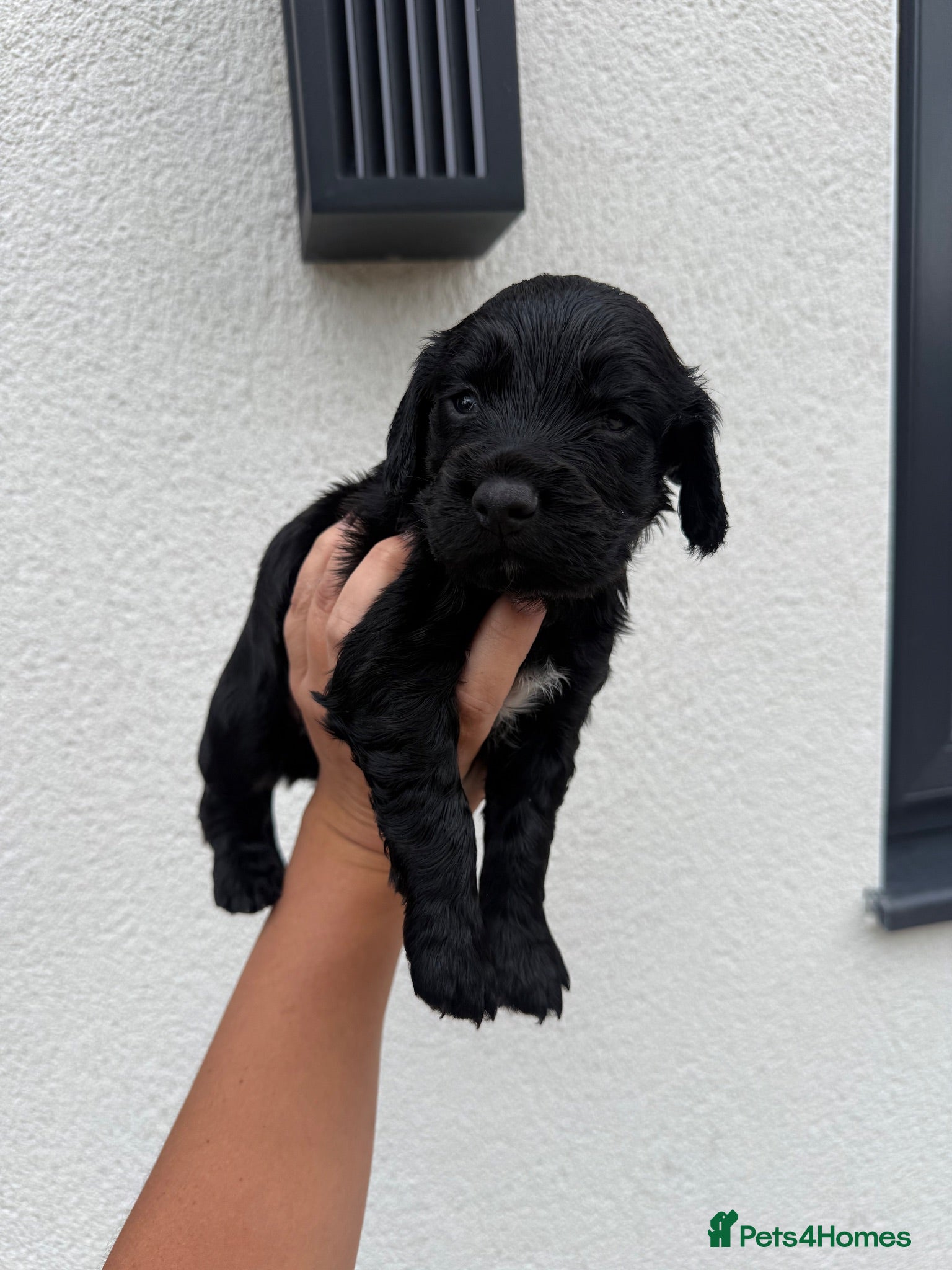 Cocker Spaniel dogs KC REG WORKING COCKER SPANIEL BOY  - Advert 1