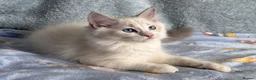 Ragdoll cats for sale: Beautiful Tica Register Kittens Ragdoll - Advert 19