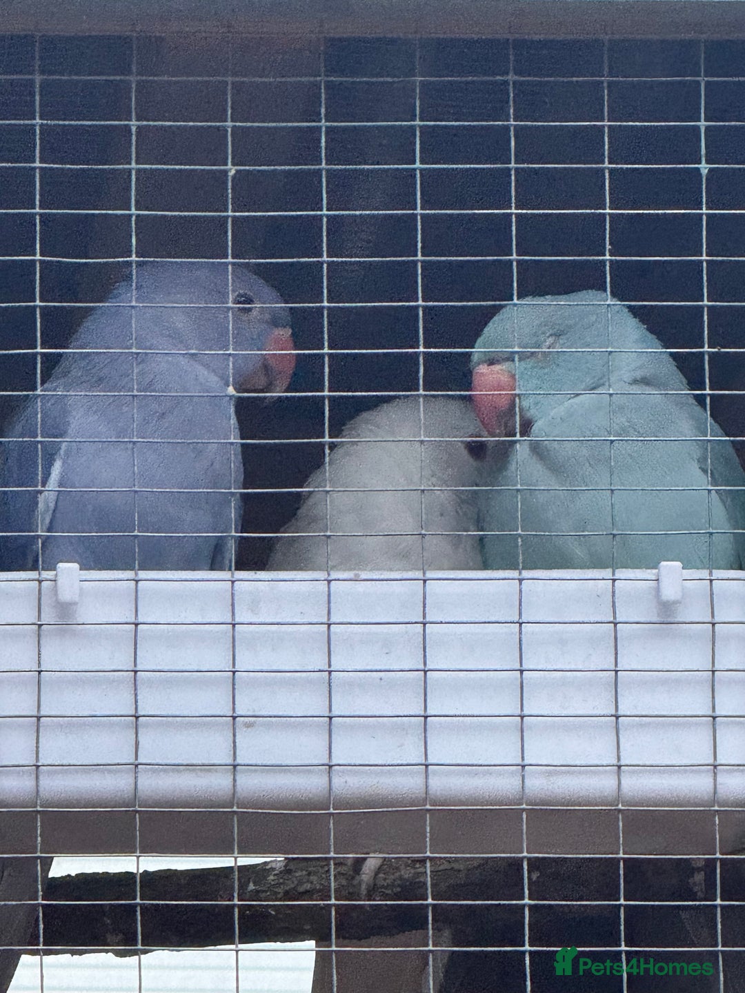 Ringnecks birds for sale: Ringnecks  - Advert 4