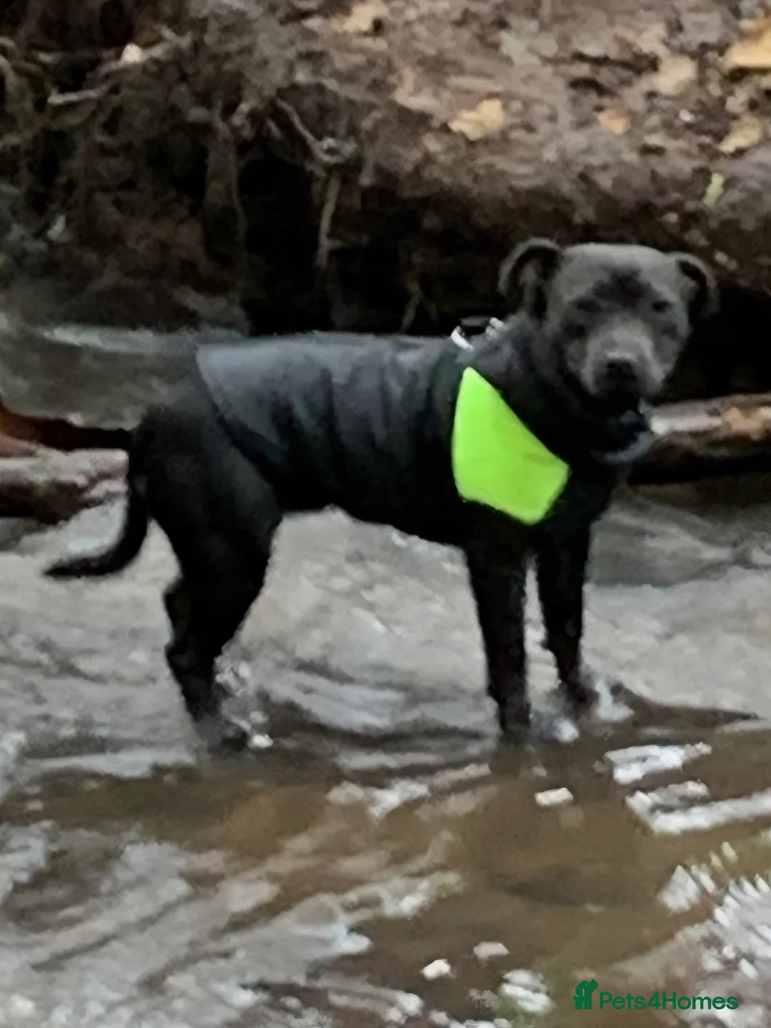 Staffordshire Bull Terrier dogs for sale: Blue Staffordshire Bull Terrier - Advert 2