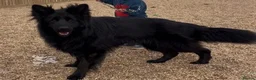 German Shepherd dogs for sale: Shadow 🖤 - Advert 1