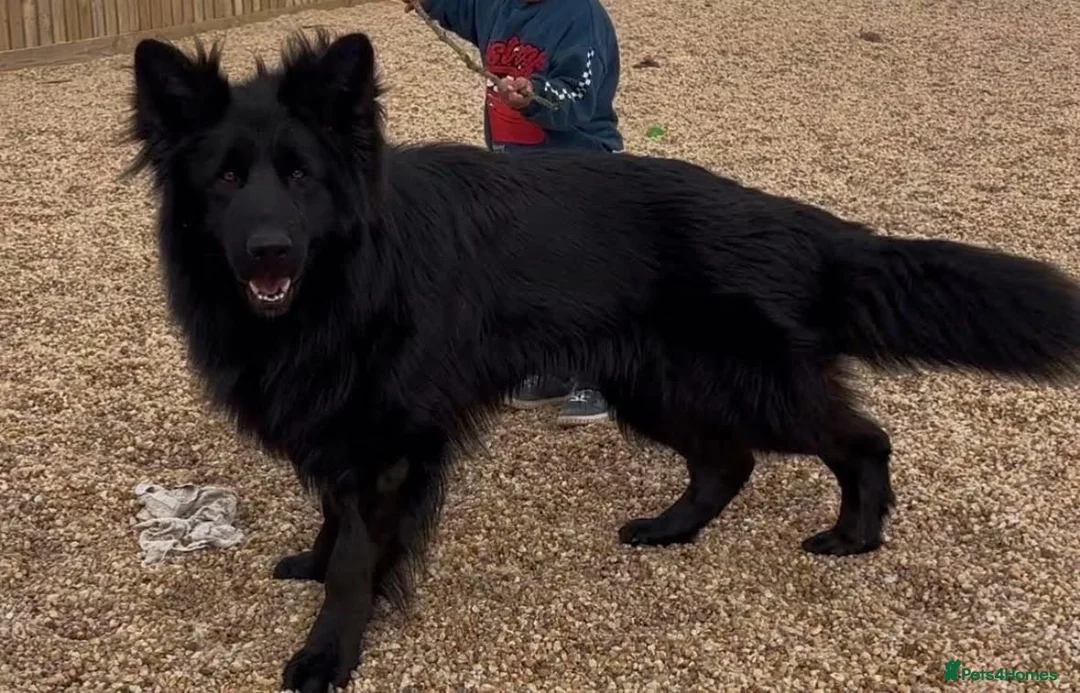 German Shepherd dogs for sale: Shadow 🖤 - Advert 1