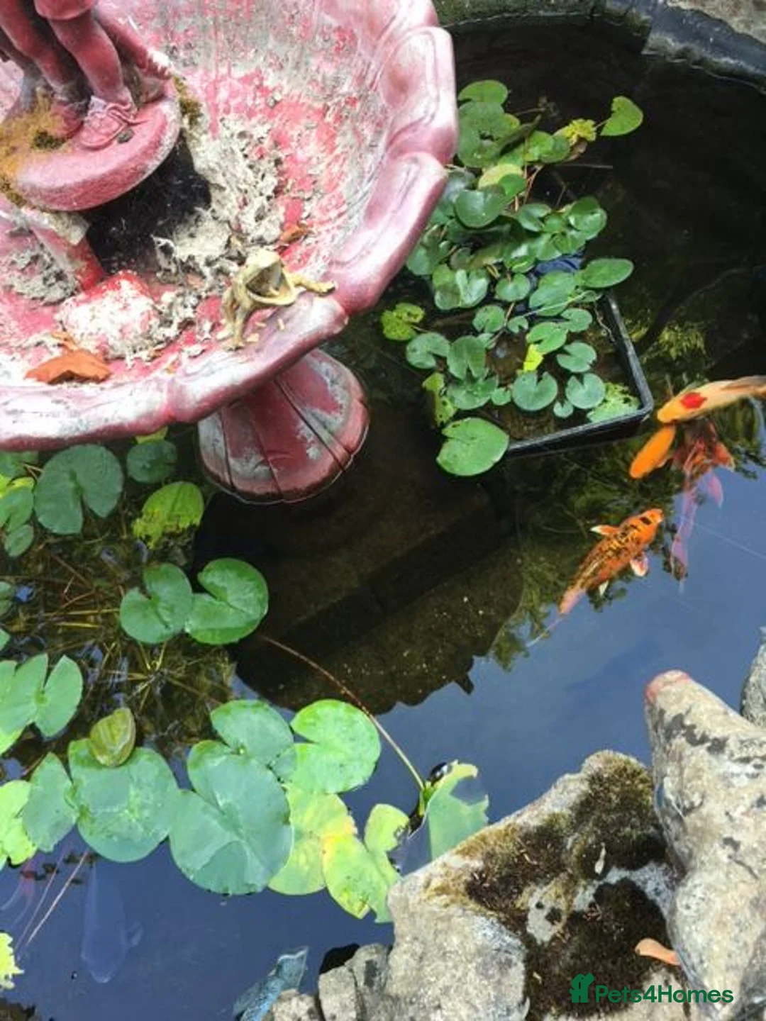 Koi Carp fish for sale: Koi Carp and other pond fish in Winchester - Advert 1