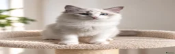 Ragdoll cats for sale: 🐾 Beautiful Ragdoll Kittens for Sale 🐾 - Advert 20