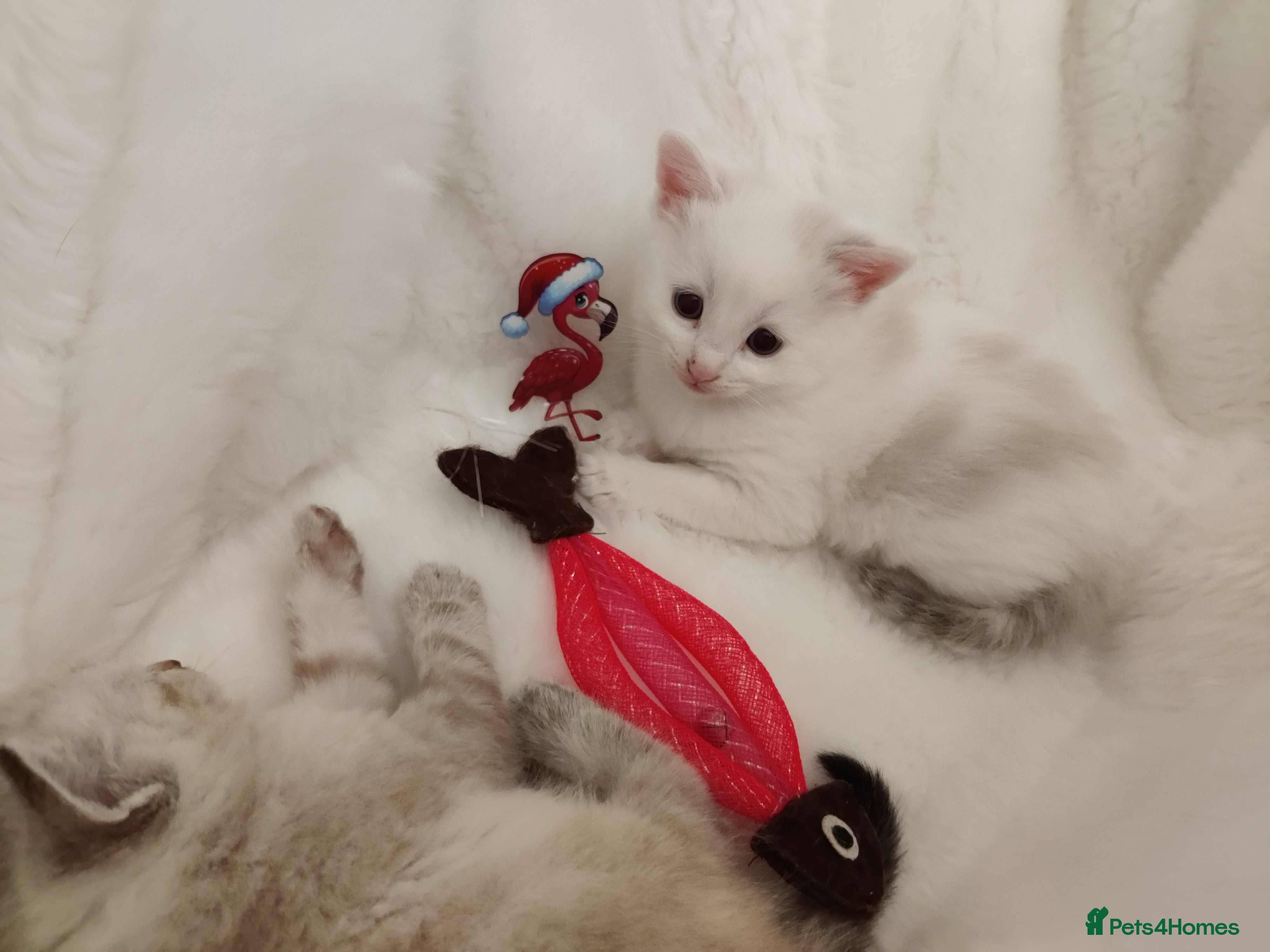 Russian Blue cats Gorgeous Russian Blue kittens 4 weeks  - Advert 2