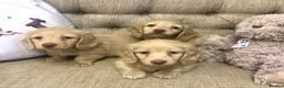 Miniature Dachshund dogs for sale: Miniature Longhaired cream dachshund  puppies - Advert 1