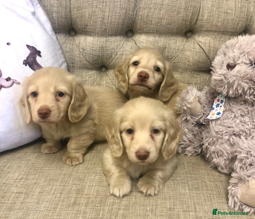 Miniature Dachshund dogs for sale: Miniature Longhaired cream dachshund  puppies - Advert 1