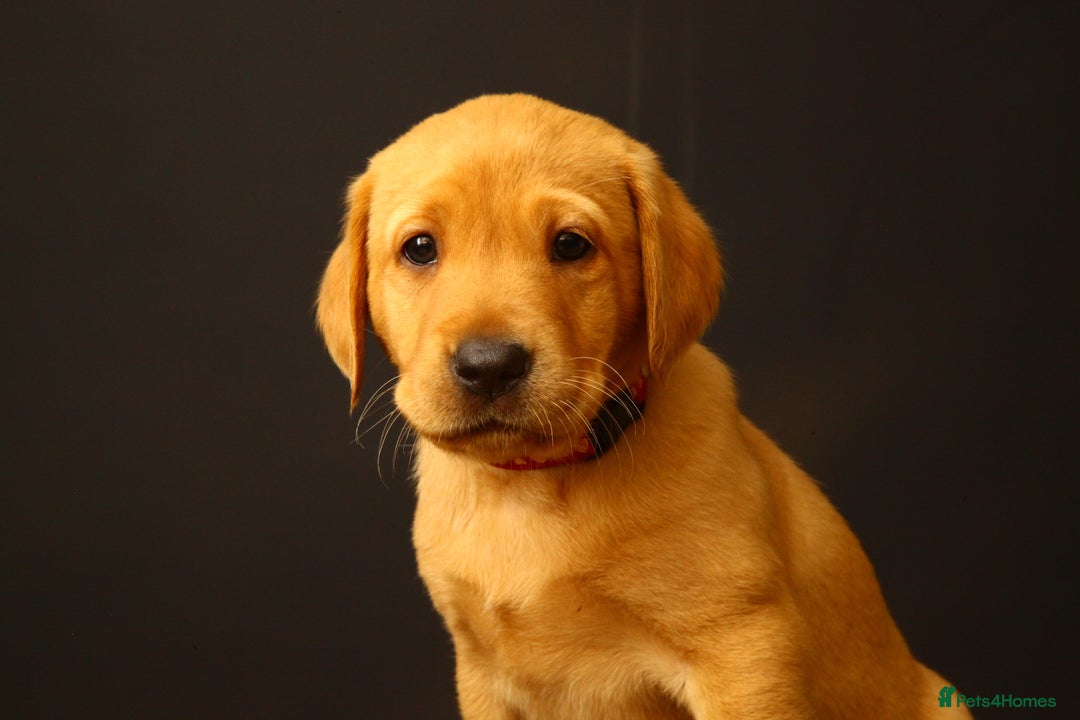 Labrador Retriever dogs for sale: Beautiful Fox Red Labrador Puppies - Image 7