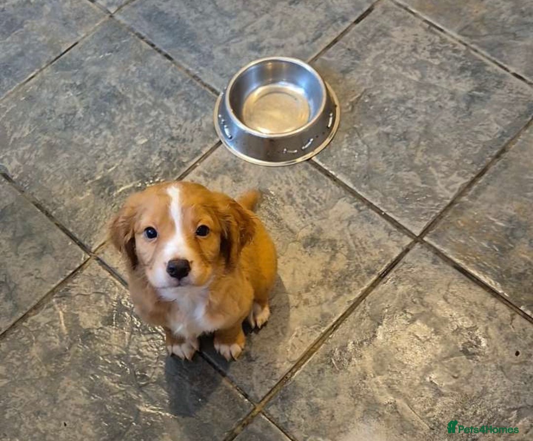Cocker Spaniel dogs for sale: Cocker Spaniel Puppies  - Image 2