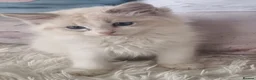 Ragdoll cats for sale: 💕Cute Champion line Ragdolls Kittens 💕 - Advert 19