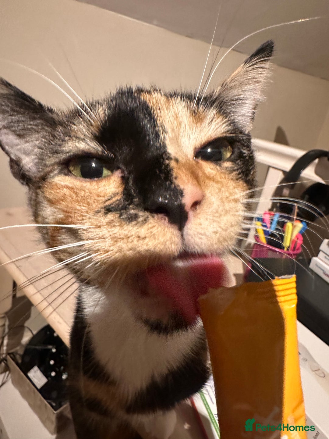 British Shorthair cats for sale: Rehoming my Sweet Baby girl rare Chimera  - Advert 3