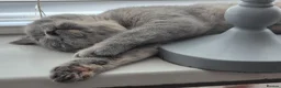 British Shorthair cats for sale: Ready! From GCCF parents with champions in line - Advert 6