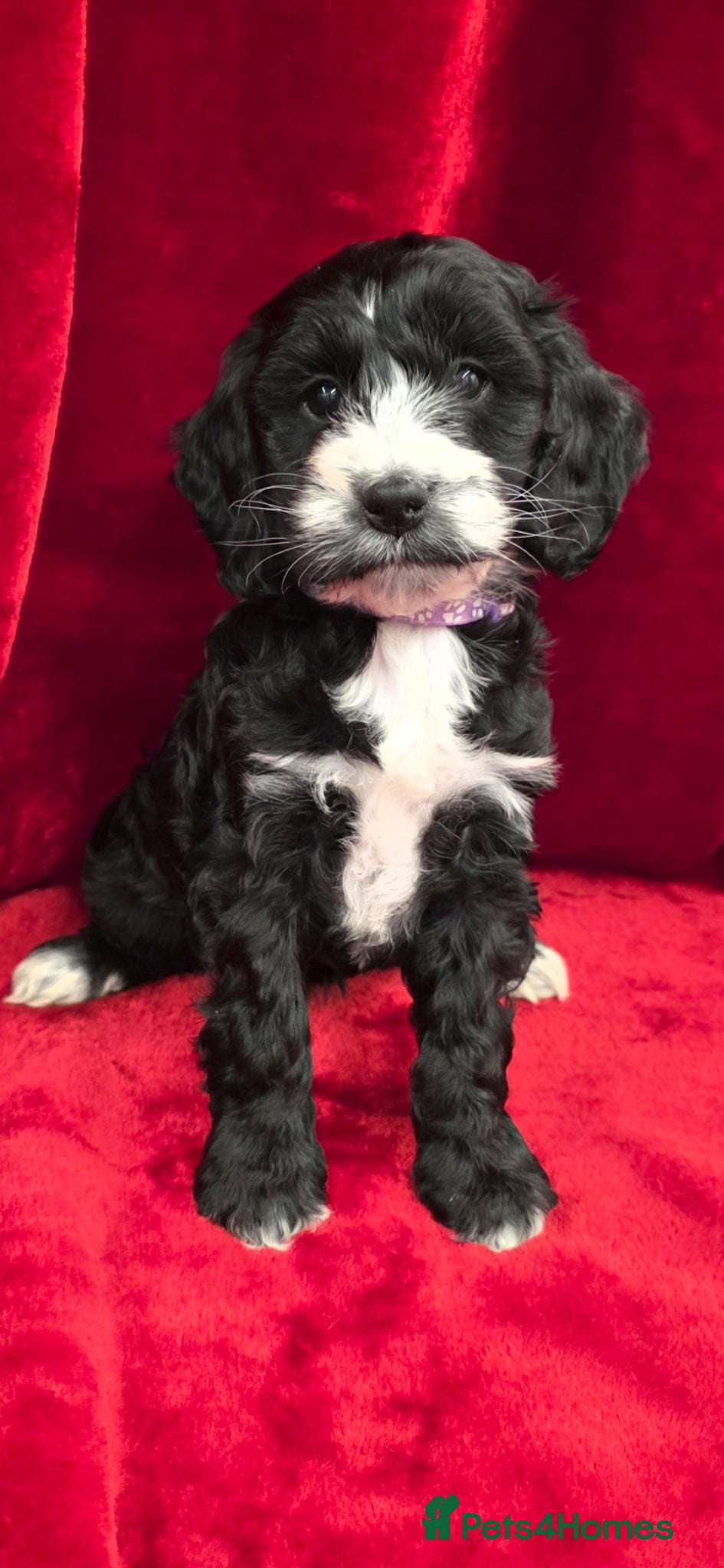 Cockapoo dogs Stunning F1 Cockapoo puppys  - Advert 15