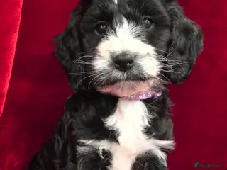 Cockapoo dogs Stunning F1 Cockapoo puppys - Advert 15