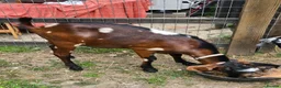Goats livestock for sale: Pedigree Anglo Nubian Billies - Advert 2