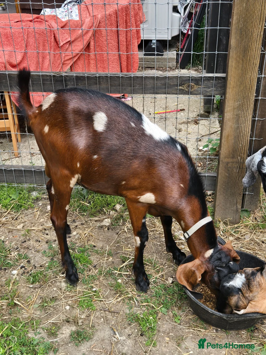 Goats livestock for sale: Pedigree Anglo Nubian Billies - Advert 2