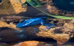 Frog reptiles for sale: 🩵🩵 BLUE FROGS FOR SALE🩵🩵 - Image 3
