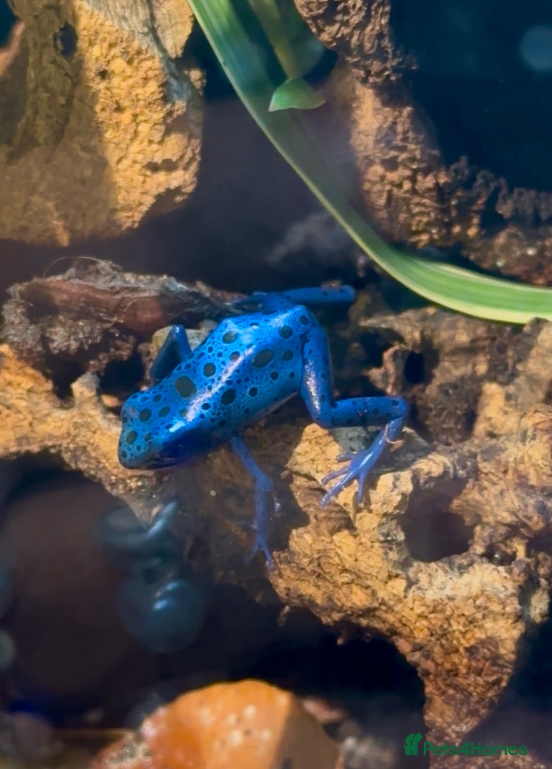 Frog reptiles for sale: 🩵🩵 BLUE FROGS FOR SALE🩵🩵 - Image 3
