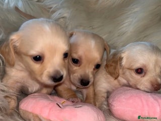 Chiweenie dogs Gorgeous Mini Dachshund X Puppies🐾 - Advert 7
