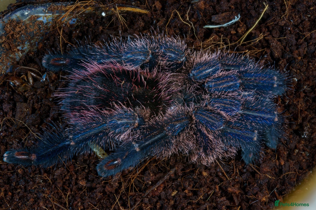 Tarantulas invertebrates for sale: Five species of rare tarantula - Advert 6