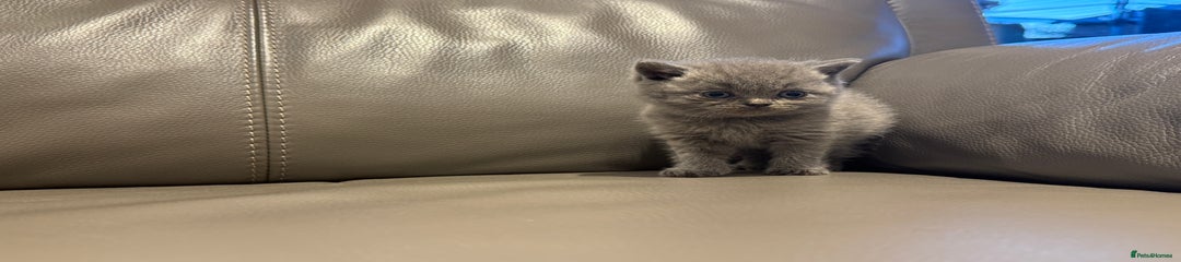 British Shorthair Kitten 1
