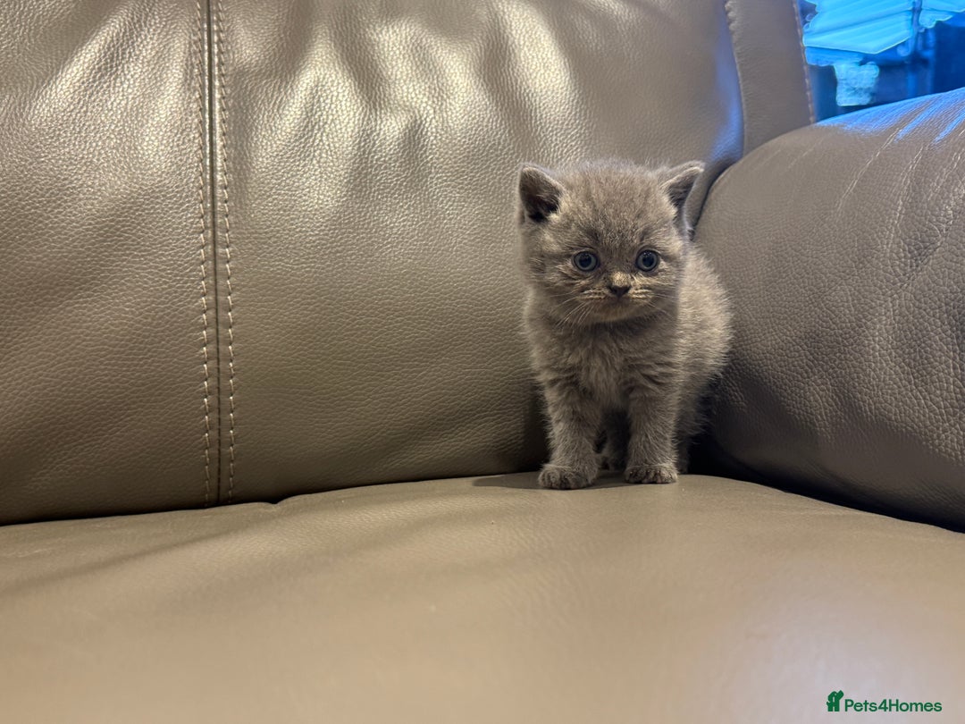British Shorthair cats for sale: British Shorthair Kittens - Image 5