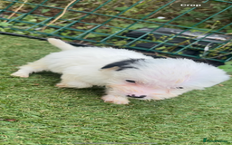 Jackapoo dogs for sale: 4 Jackapoo puppies - Image 4