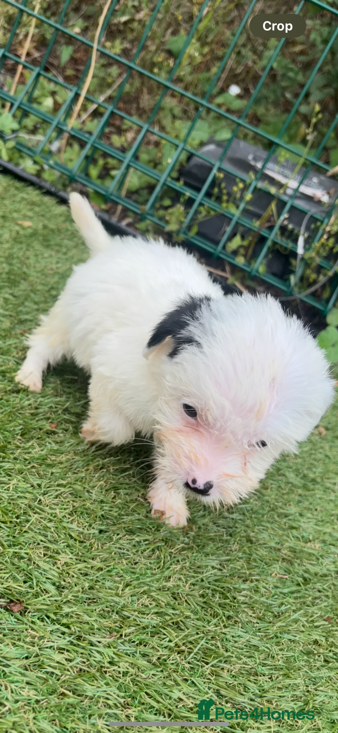 Jackapoo dogs for sale: 4 Jackapoo puppies - Image 4