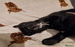 Mixed Breed dogs for sale: 🌟 Collie x Golden Retriever Puppies 🌟 - Image 19