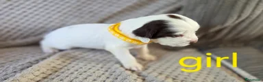 Cocker Spaniel 6