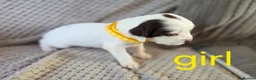 Cocker Spaniel dogs for sale: Cocker spaniel puppies  - Advert 3