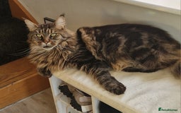 Maine Coon cats for sale: XL pedigree mainecoon female  - Advert 1