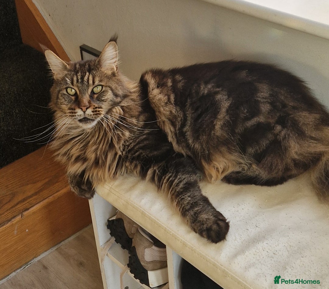 Maine Coon cats for sale: XL pedigree mainecoon female  - Advert 1